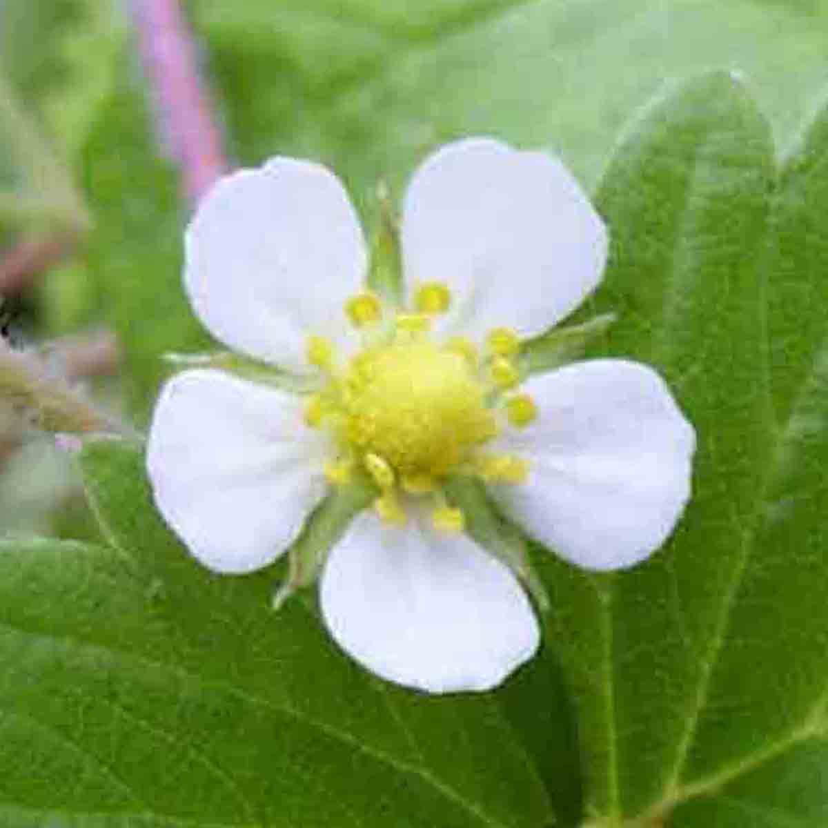 WHITE WONDER STRAWBERRY 100 SEEDS AUTUMN PERENNIAL HEIRLOOM NON-GMO FRUIT USA