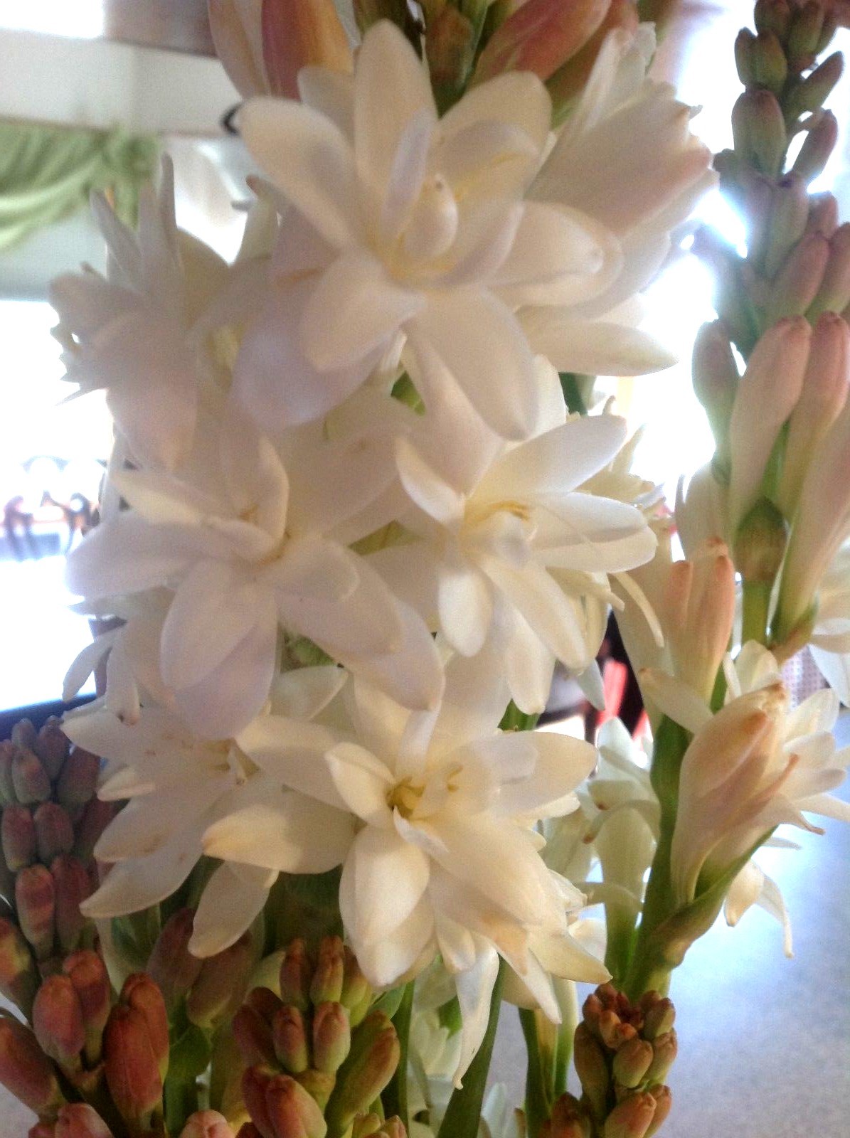Tuberose large bulbs double pearl set of 6 – FRAGRANT – Polianthus