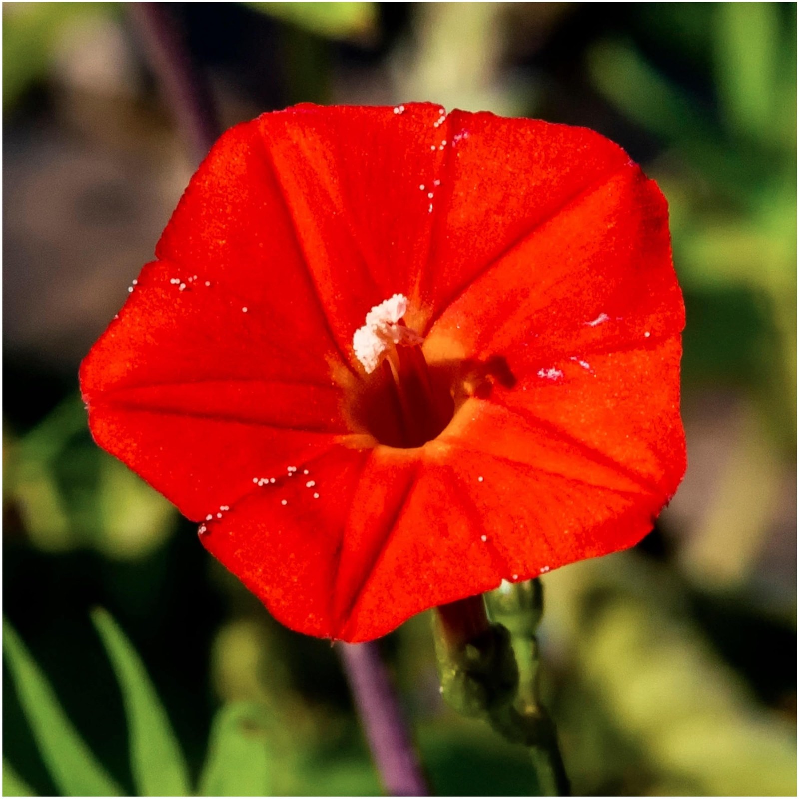 Needs, Cardinal Climber Seeds – 100 Heirloom Seeds for Planting Ipomea Quamoc…