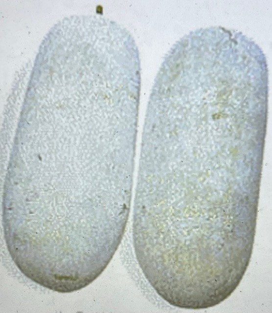 60 + Wax Gourd Seeds, Winter Melon Seeds, Benincasa Hispida
