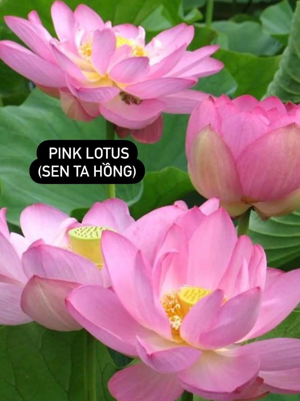 Lotus Seeds (Pink/ Snow White/ Royal/Mini) – Hạt giống hoa sen – 莲子
