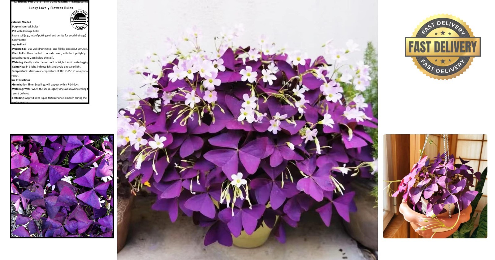 12+ Purple Shamrock Bulbs for Indoor & Outdoor Planting – Good Luck Flowers