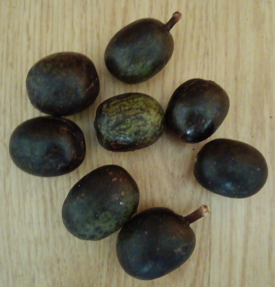 (Lot Of 8 ) Silver Bismarck Palm Tree Seeds