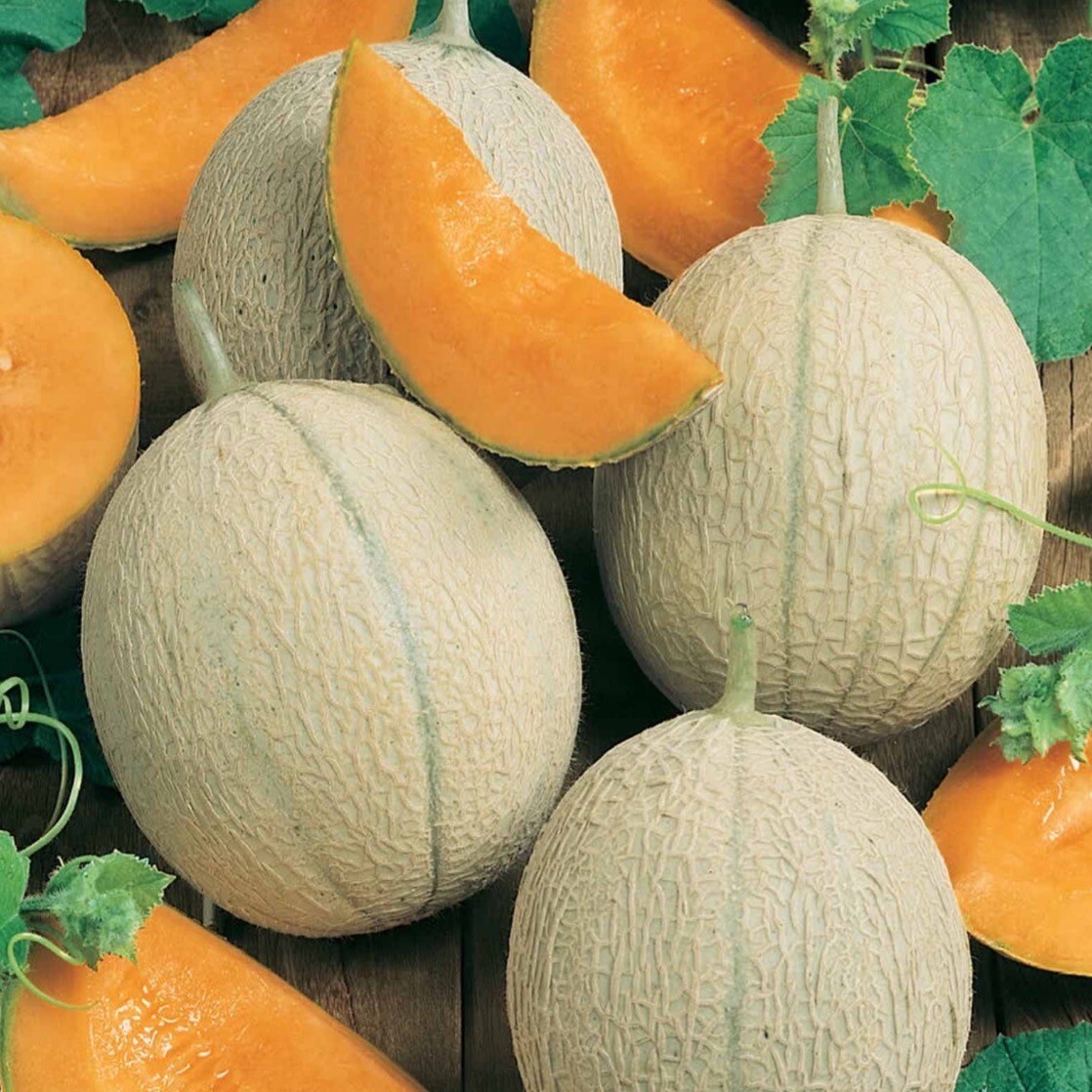Hearts Of Gold Cantaloupe 25+ Seeds. Heirloom~Non-GMO~Organic. Free Shipping.