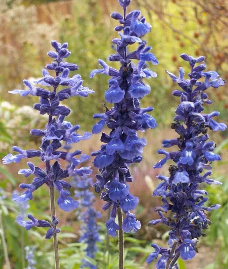 Sage BLUE Salvia Perennial Hummingbirds Butterflies USA Non-GMO 300 Seeds