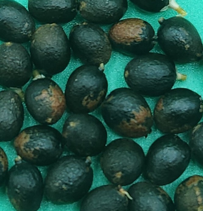 100 MEXICAN FAN PALM TREE SEEDS, WASHINGTON ROBUSTA, Freshly Harvested 2024