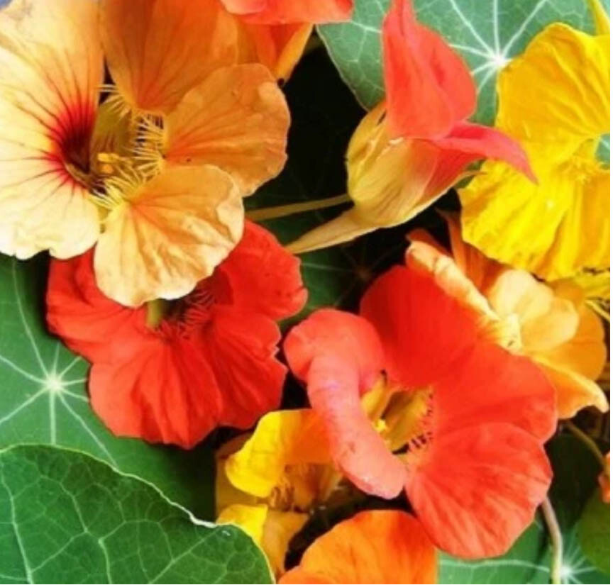 CLIMBERS DELUXE MIX Colorful Morning Glory Sweet Pea Nasturtium Vines 50 Seeds!
