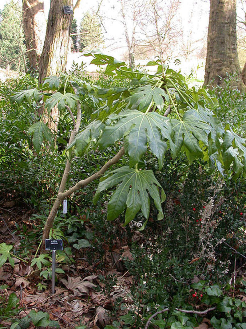 1-1000 PCS Paperplant Tree Seeds Japanese Aralia Fatsia Japonica Shrub Vine 0173