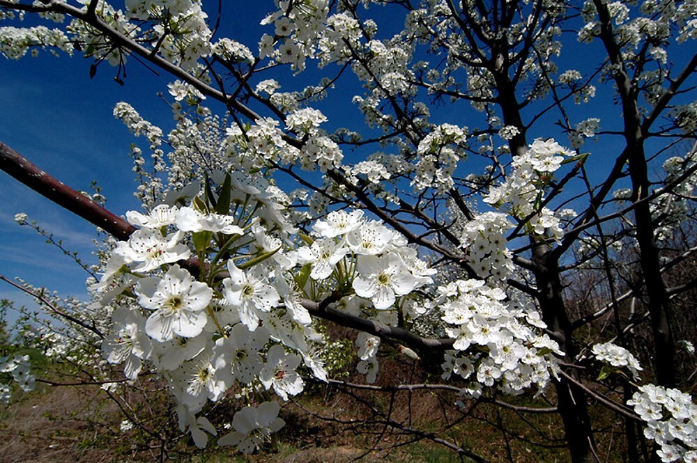 Bradford Pear Tree Seeds (Pyrus calleryana) “Callery” Fast Cold Hardy to Zone 4