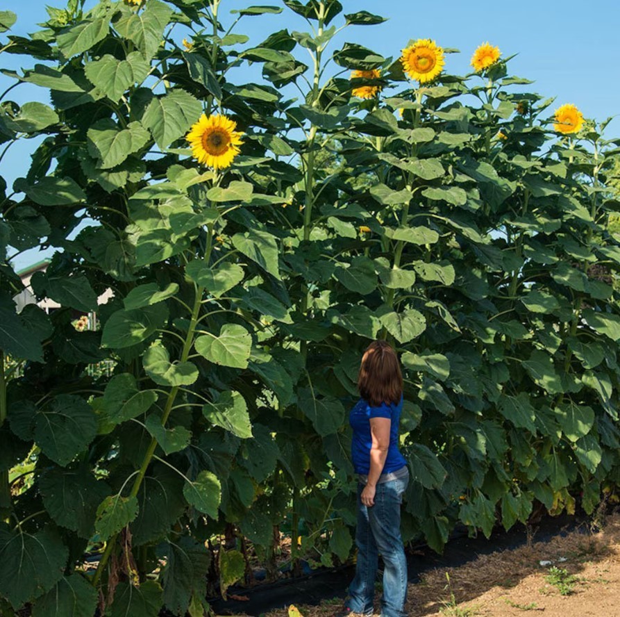 Mammoth Grey-Stripe Sunflower – Pack 25 Seeds – Annual Vibrant Blooms Flower