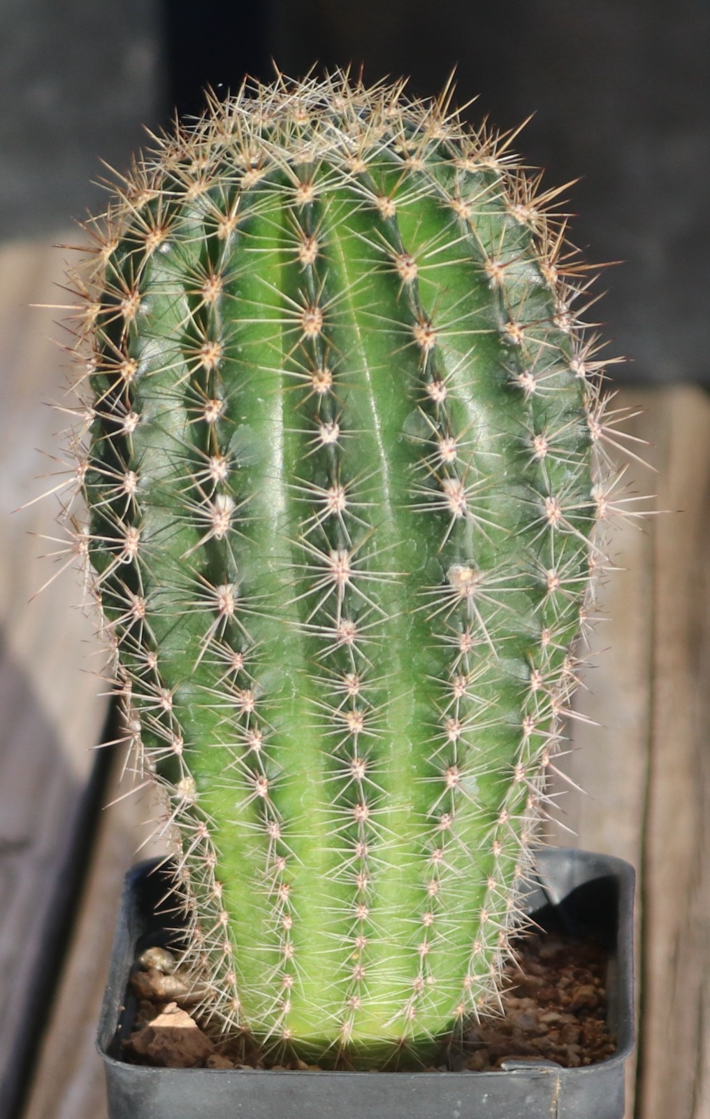 Echinopsis hybrid ‘Salmon Queen’