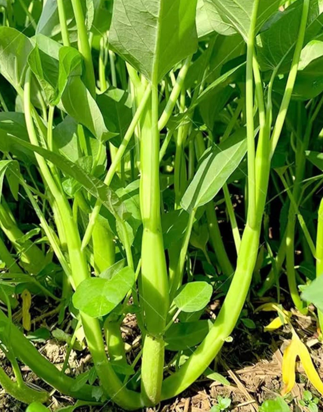 Kangkong Seeds Delicious Vegetable Fried Leaves Chips Stir-fry Steamed Etc 50…
