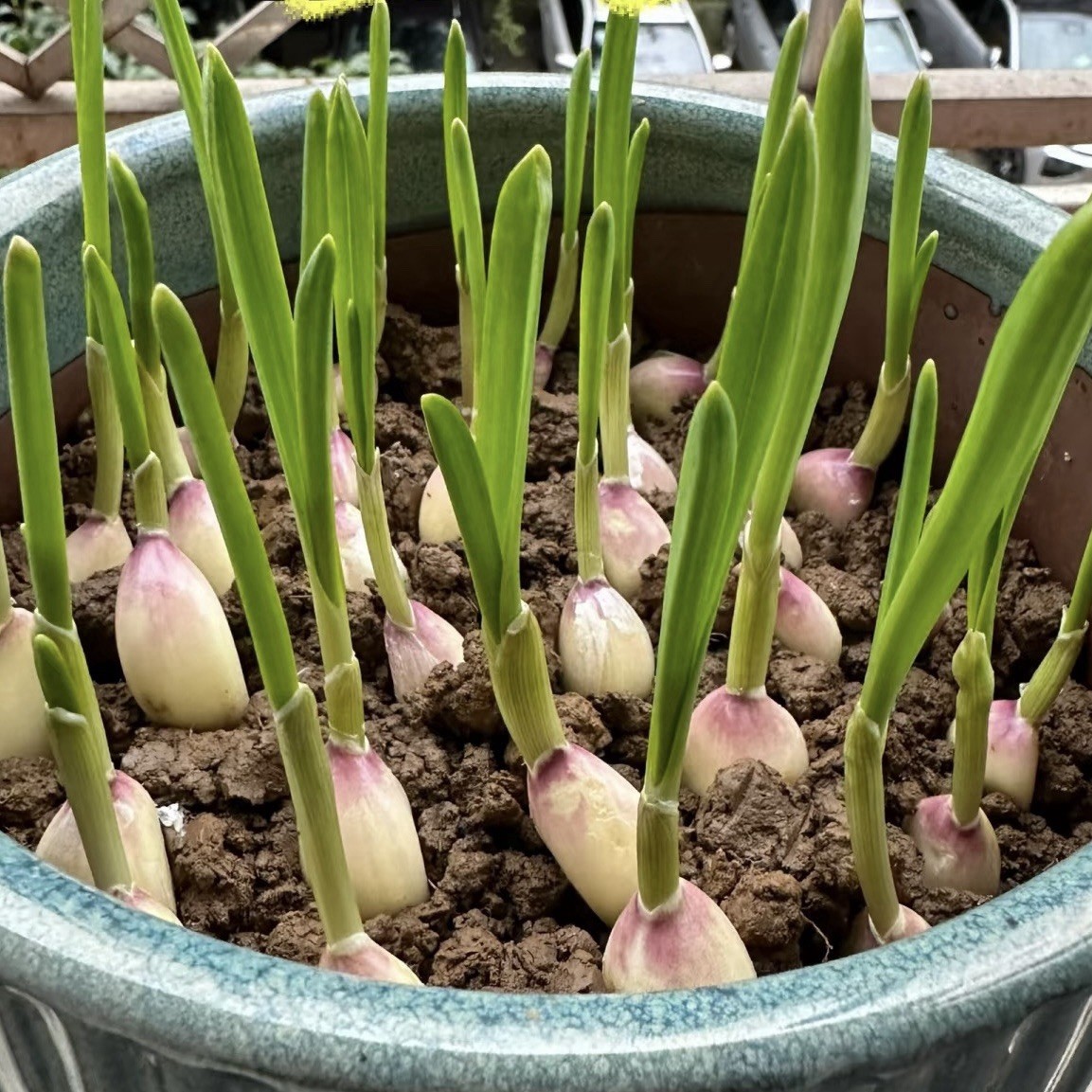 California Softneck Garlic, 6 Bulbs. Great for Fall or Spring Planting