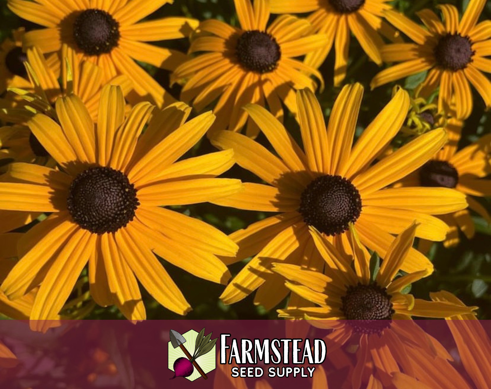 8,000+ Black Eyed Susan Seeds | Native Wildflower Gardening, Rudbeckia hirta