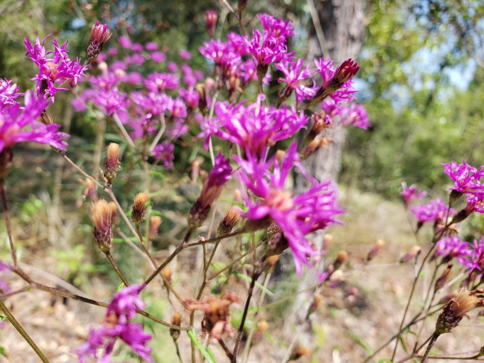 Florida Ironweed | Veronia Gigantea | Florida Native | Organic | 25+ Seeds