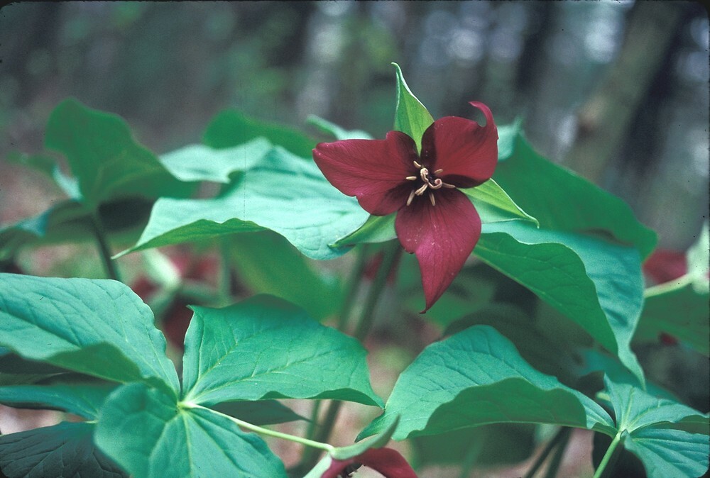 2 Wild Woodland RED TRILLIUM Native plant~Woodland gardens