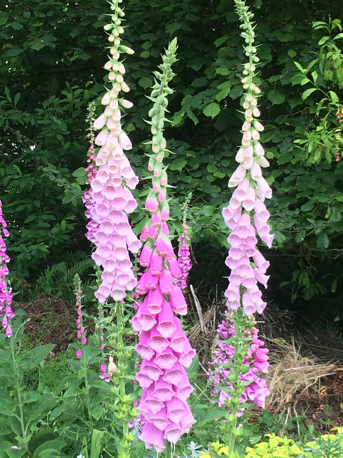 Pacific NW Giant Foxglove Mix 20,000 Seeds Digitalis Purpurea *Shelley
