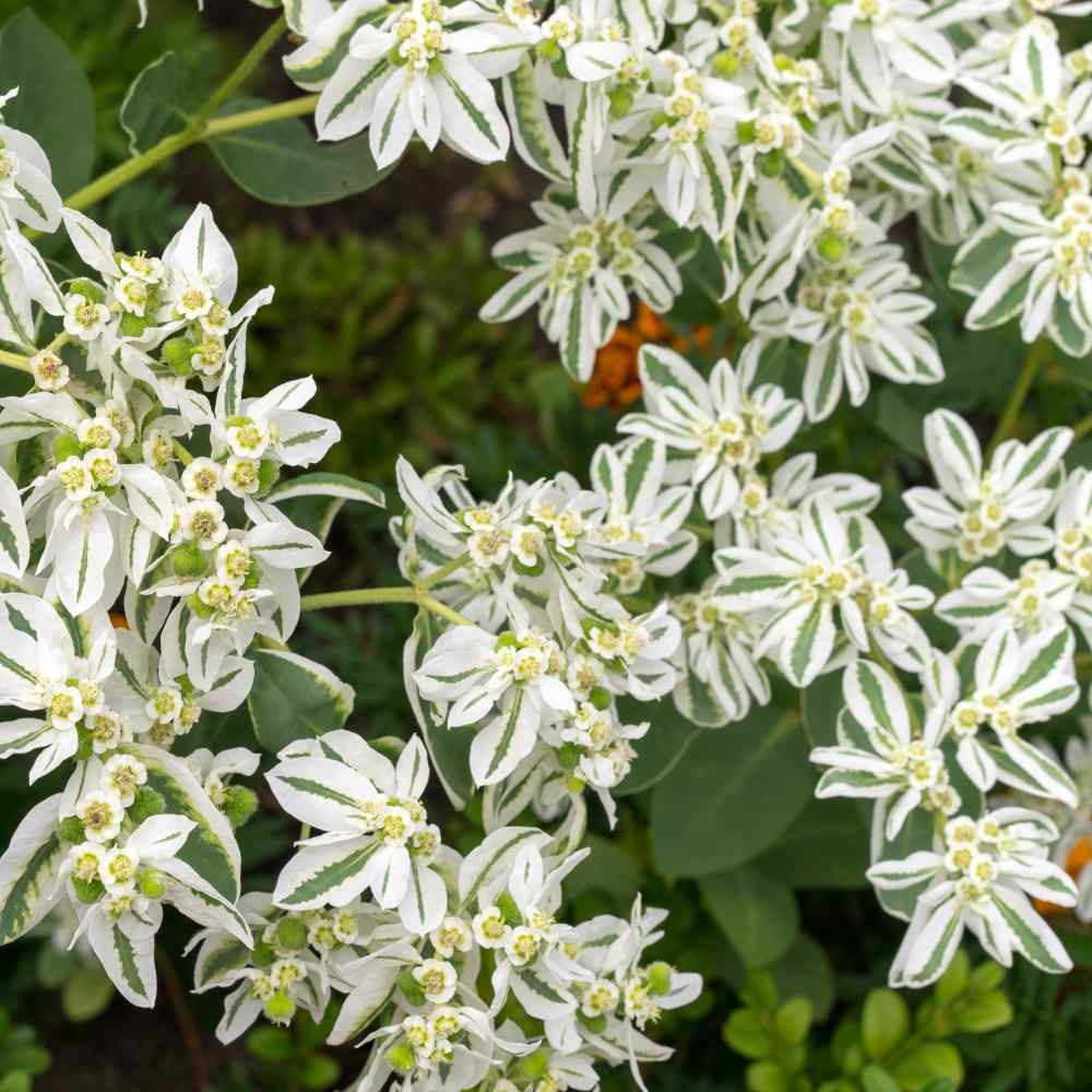 500 Seeds Drought Tolerant Euphorbia Marginata Early Snow Garden Flower Plant