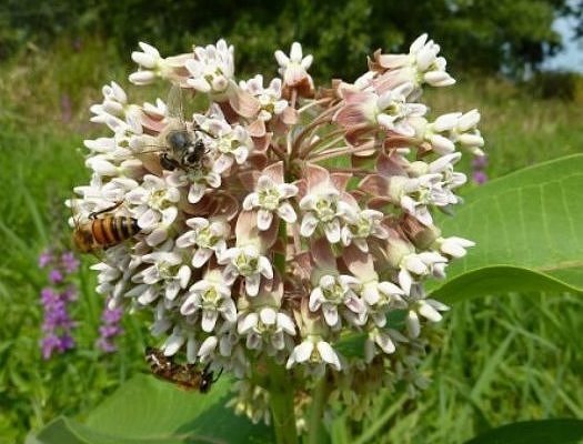 Common Milkweed Seeds 4 oz 1/4 pound Asclepias syriaca native wildflower monarch