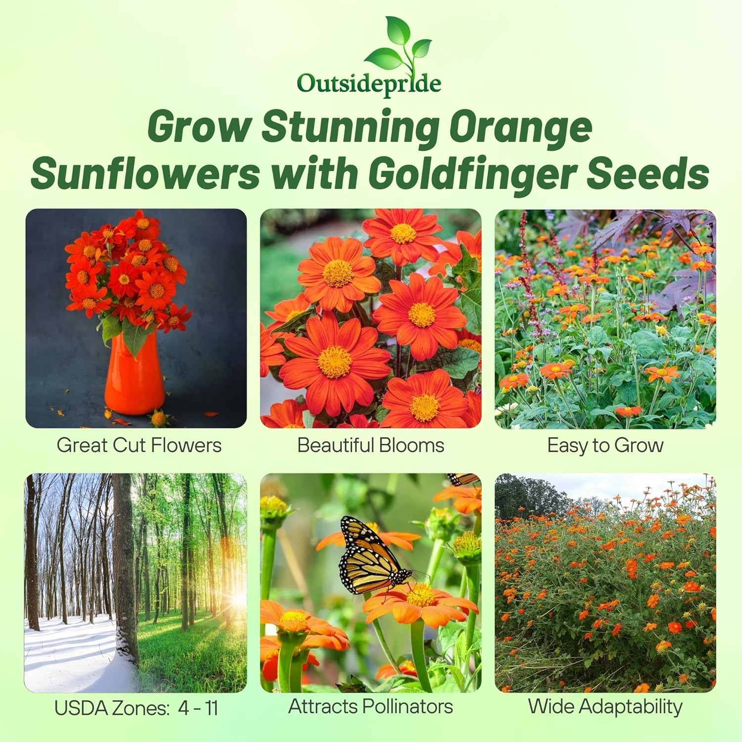 500 Seeds Orange Mexican Sunflower Seeds For Planting | Tithonia Speciosa