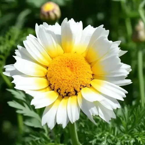 Crown Garland Daisy Seeds AKA Chrysanthemum coronarium antimonio mirabeles Moya