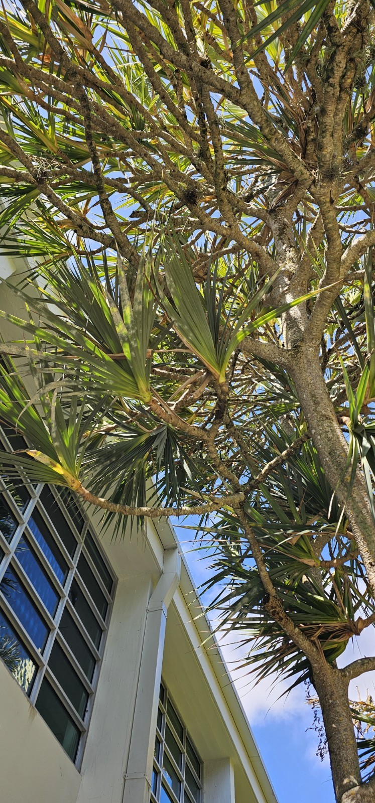Pandanus utilis Screw Pine organic seeds fresh rare Hala tree 5 seeds Florida