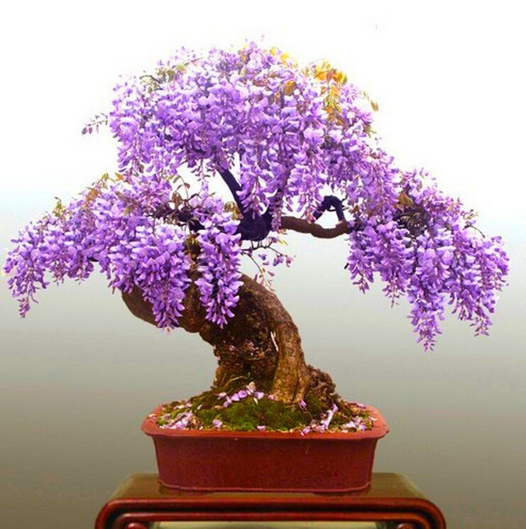 100 Purple Wisteria Flowering Bonsai Tree Seeds & FREE Growing Guide – USA 2026