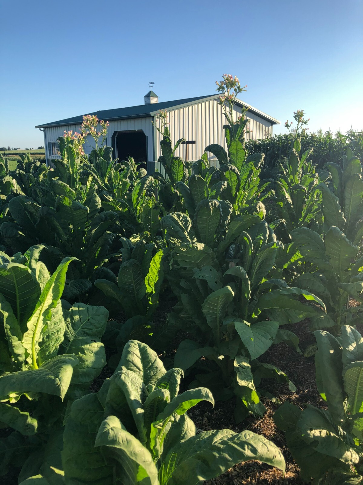 Virginia Gold Tobacco Seeds (approx. 100 seeds)