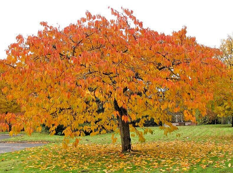 Japanese Cherry Tree PB | Premium Seeds | Prunus serrulata ‘Fall’ | Plants’®