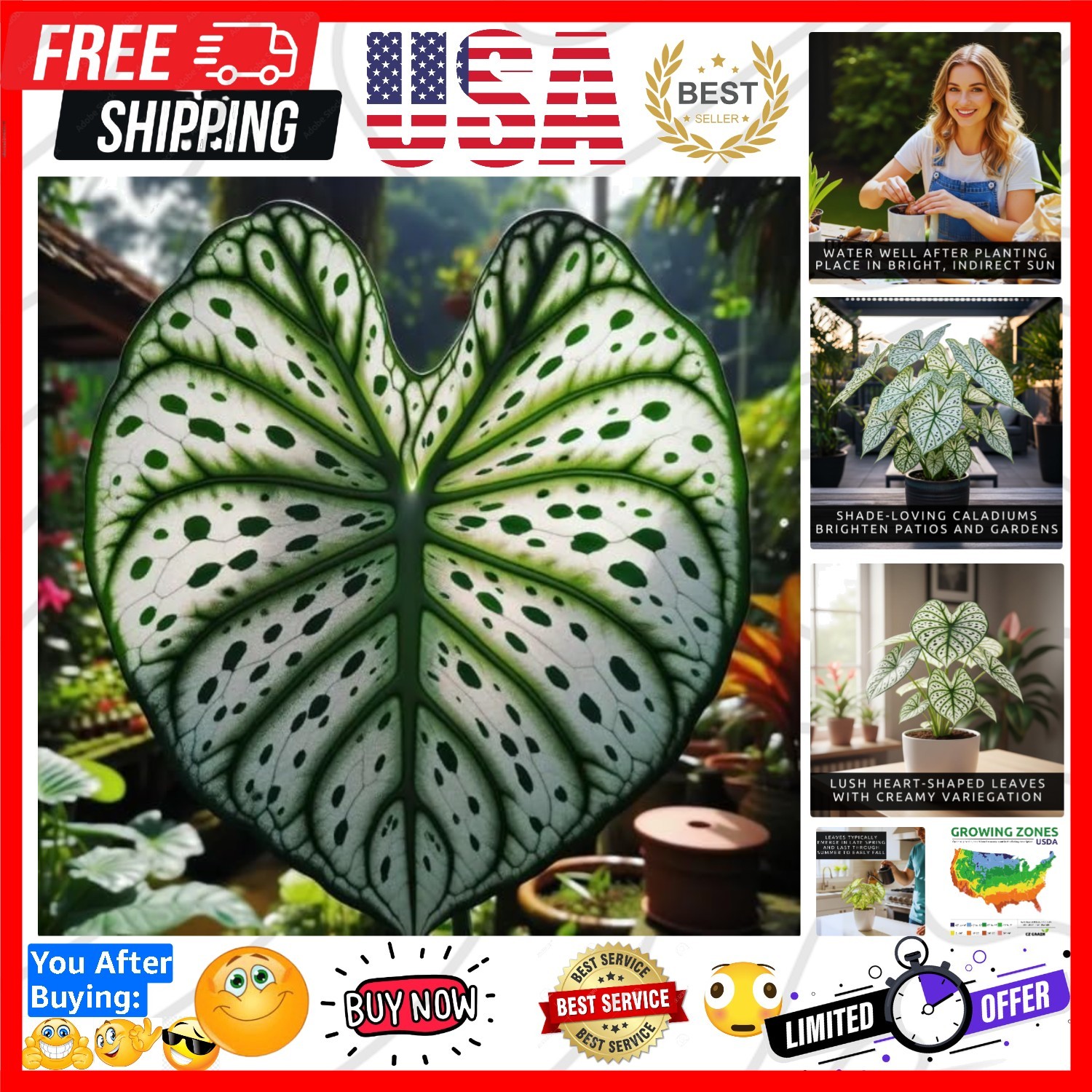 Fancy Green and White Caladium Bulbs for Planting – Easy to Grow Perennial Ho…