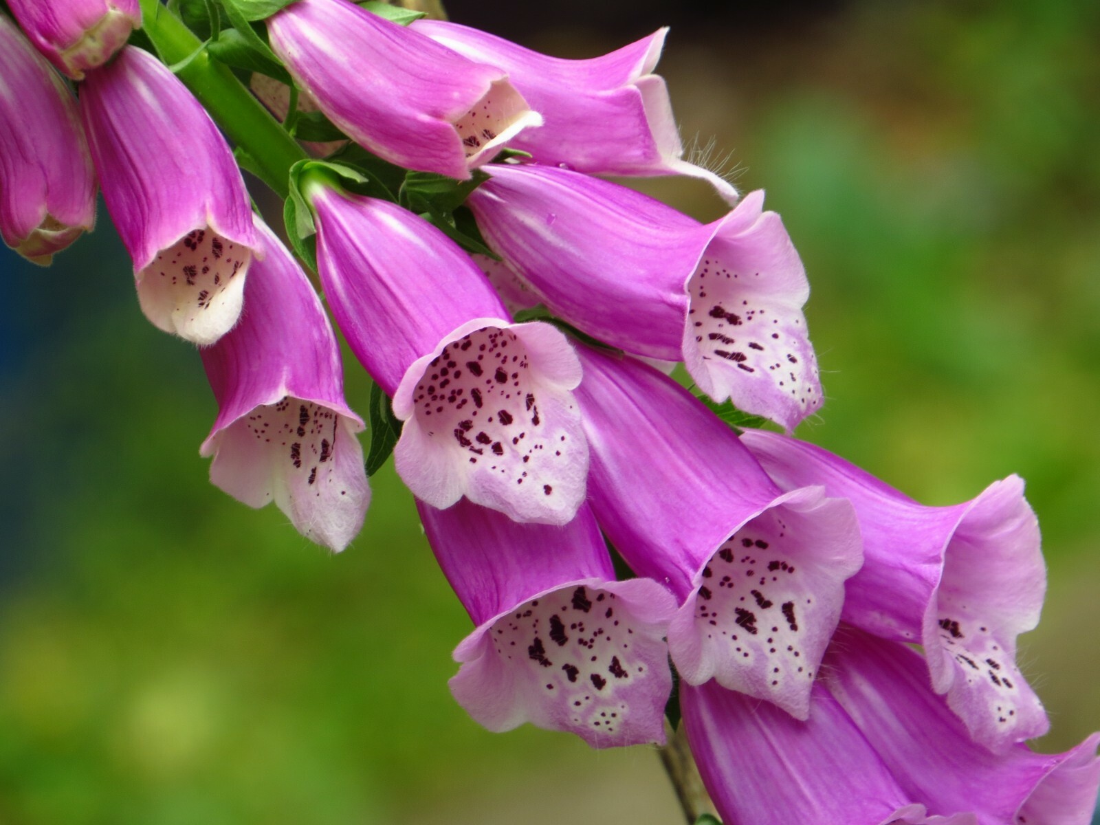 500+ Foxglove Flower Seeds Mix( Purple,White and Pink), Perennial.US Grown.