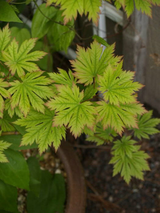 Full Moon Maple, Acer japonicum, Tree Seeds (Fall Color, Bonsai, Hardy, Easy)