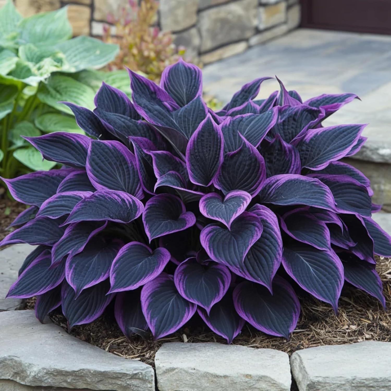 311+ Mixed Hosta Seeds for Planting – Perennial Shade Plants with Decorative…