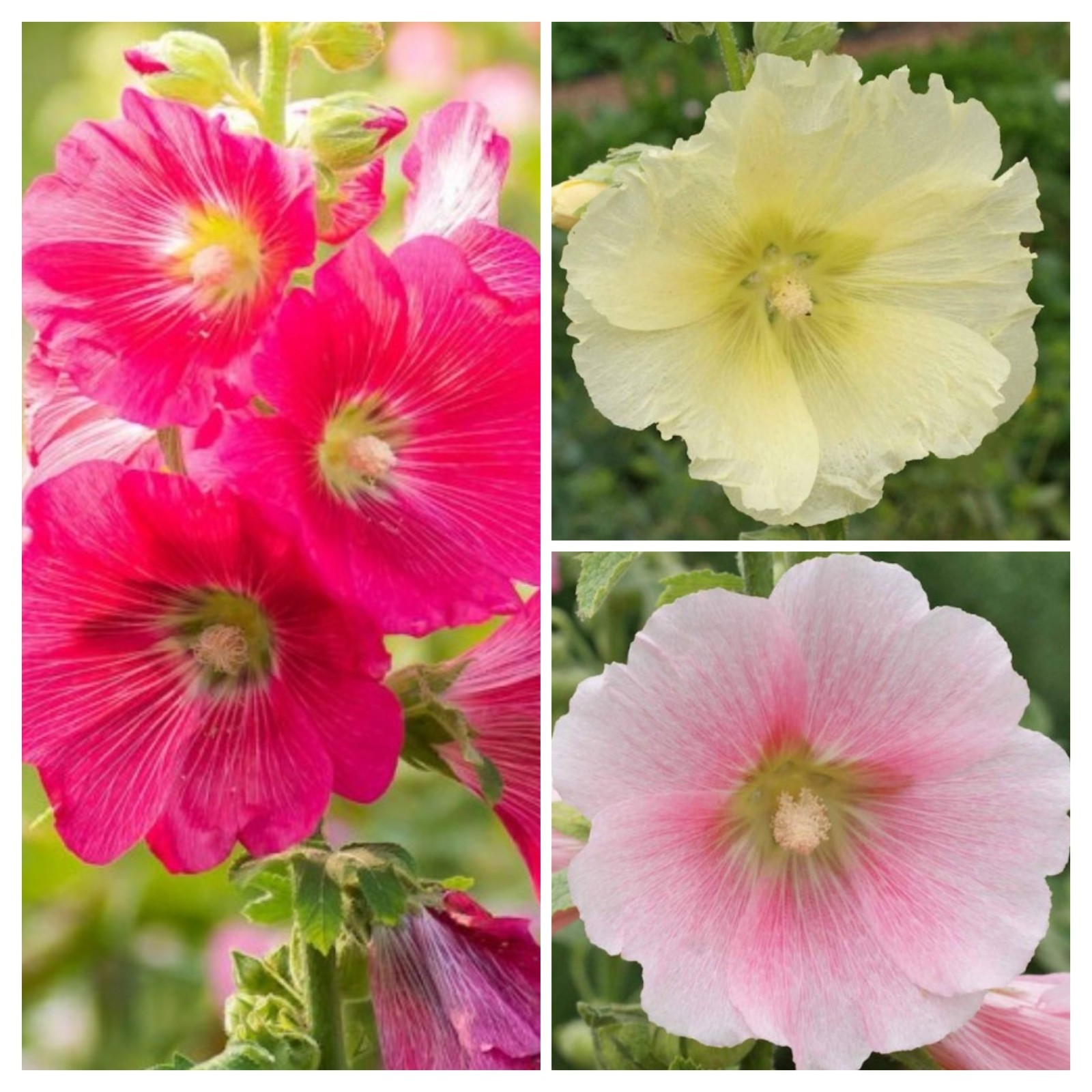 60+ Hollyhock Mix Seeds **Fresh Seeds** ~~Free Shipping~~
