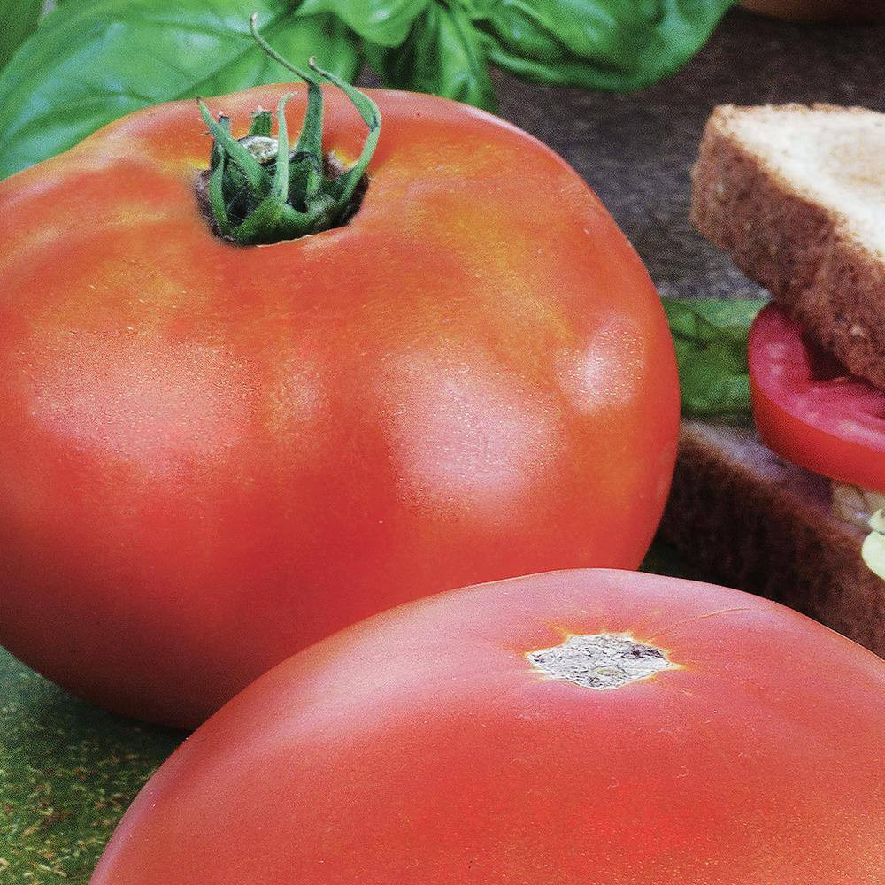19.3 Park’S Whopper Improved Tomato Plant (2-Pack)
