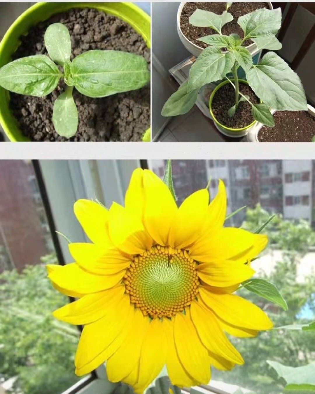 40 Seeds Colorful Sunflower Multi-head dense Sunflower seeds Non-GMO Individual