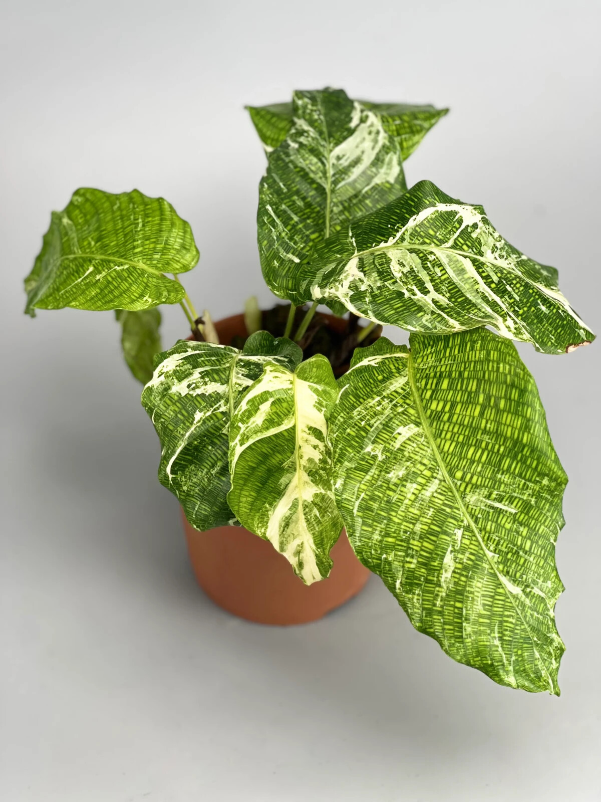 25+ Variegata Calathea Seeds for Garden Planting – USA – FREE SHIPPING!