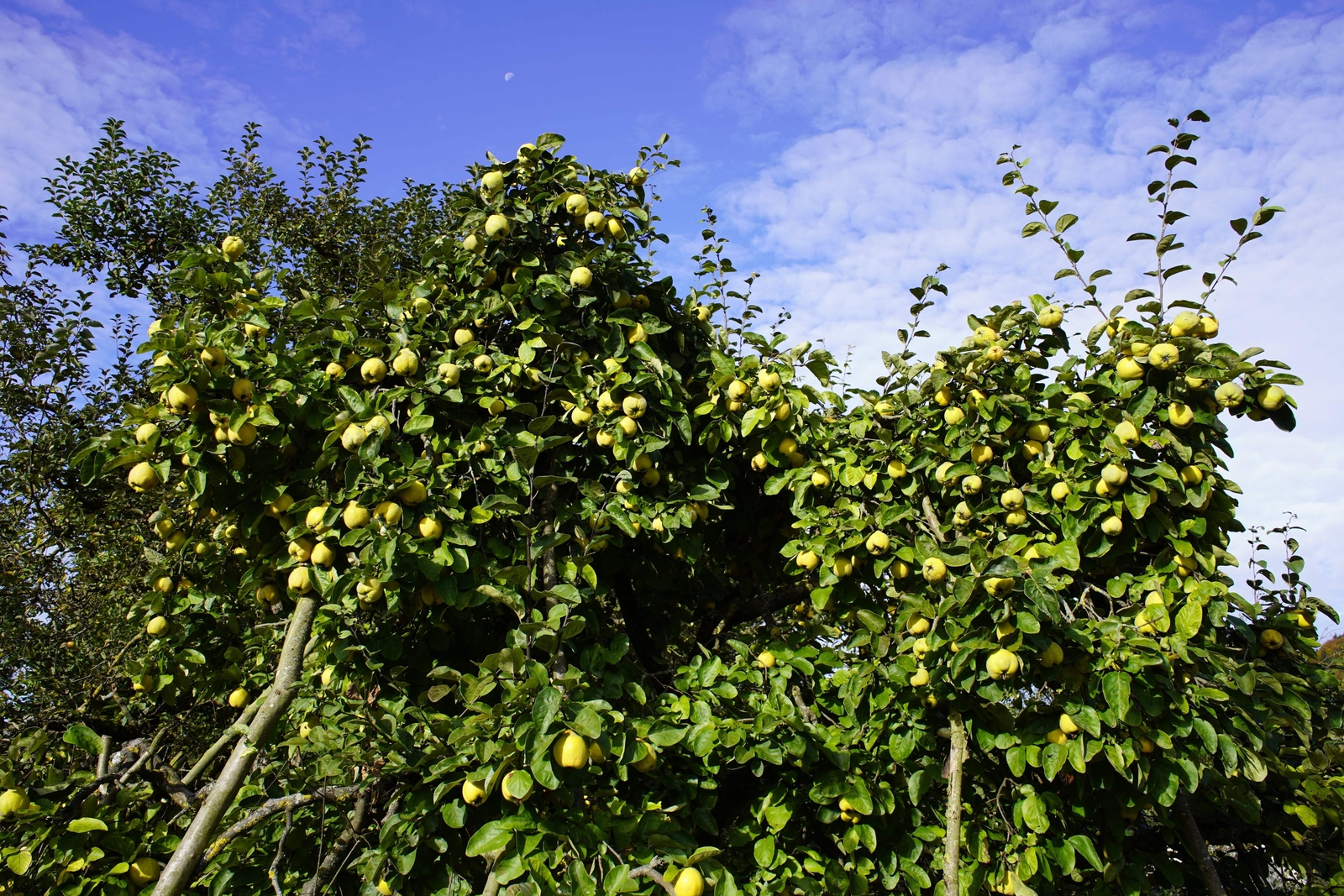 20 COMMON CULINARY QUINCE Fruit Tree Cydonia Oblonga Flowering Shrub Seeds