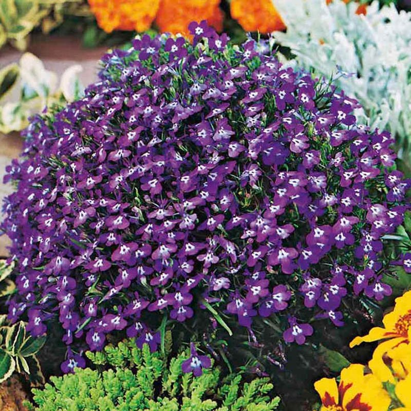 10000 Seeds Lobelia Seeds – Mrs Clibran Lobelia Ground Cover Seed