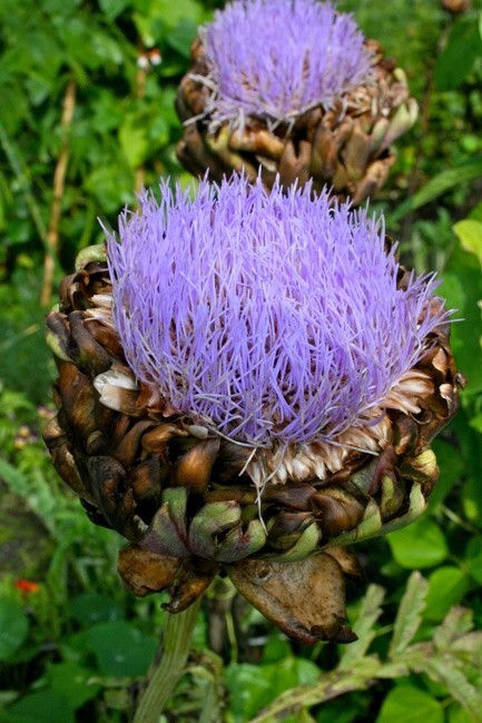 Artichoke ‘Green Globe’ or Purple Romagna – 30 seeds