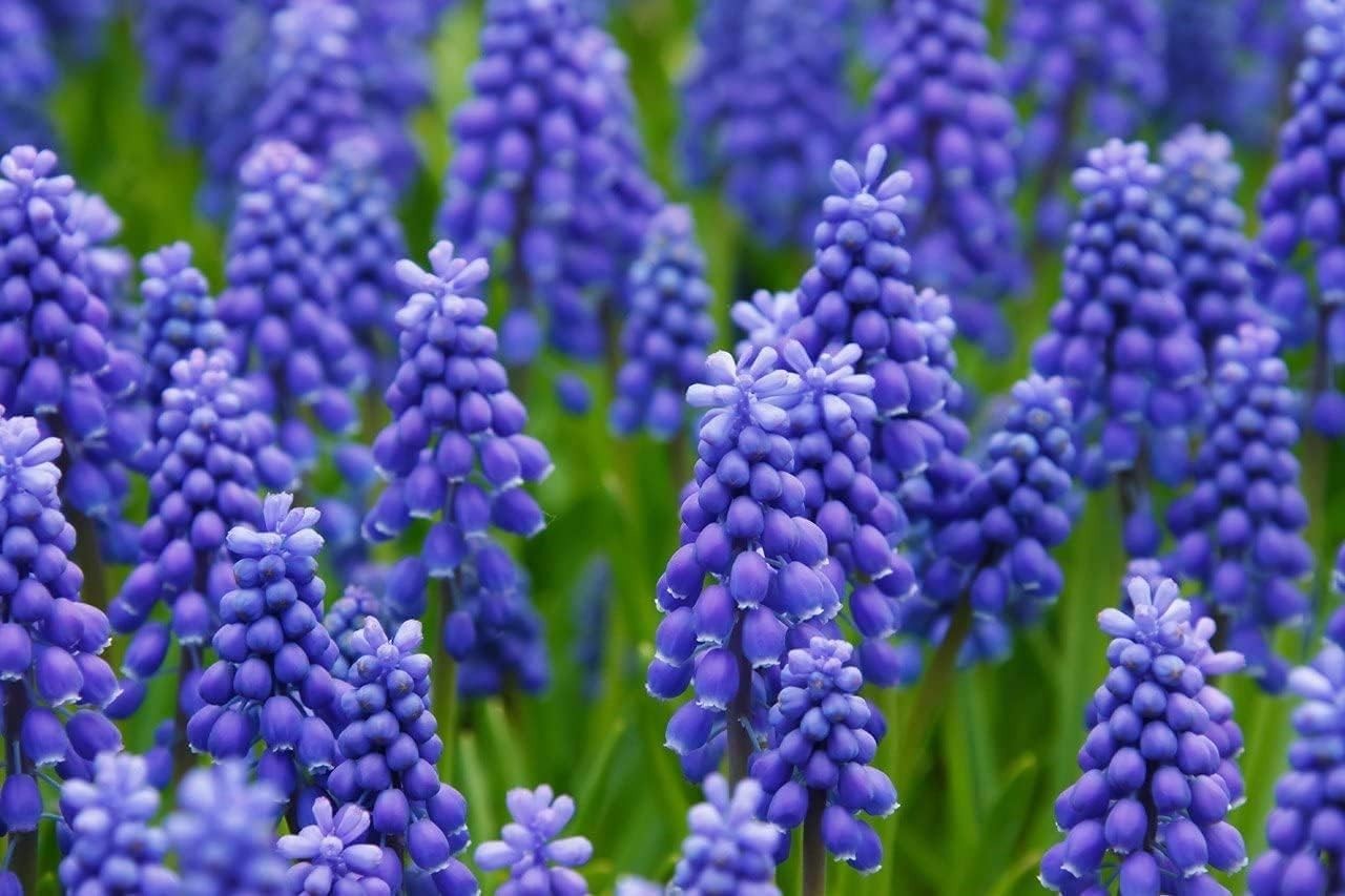 Fresh Grape Hyacinth Bulbs for Planting – muscari Armeniacum- Beautiful Sprin…
