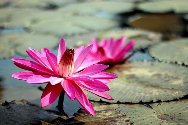 Nymphaea rubra | Red Cup | Red Flare | 10 Seeds