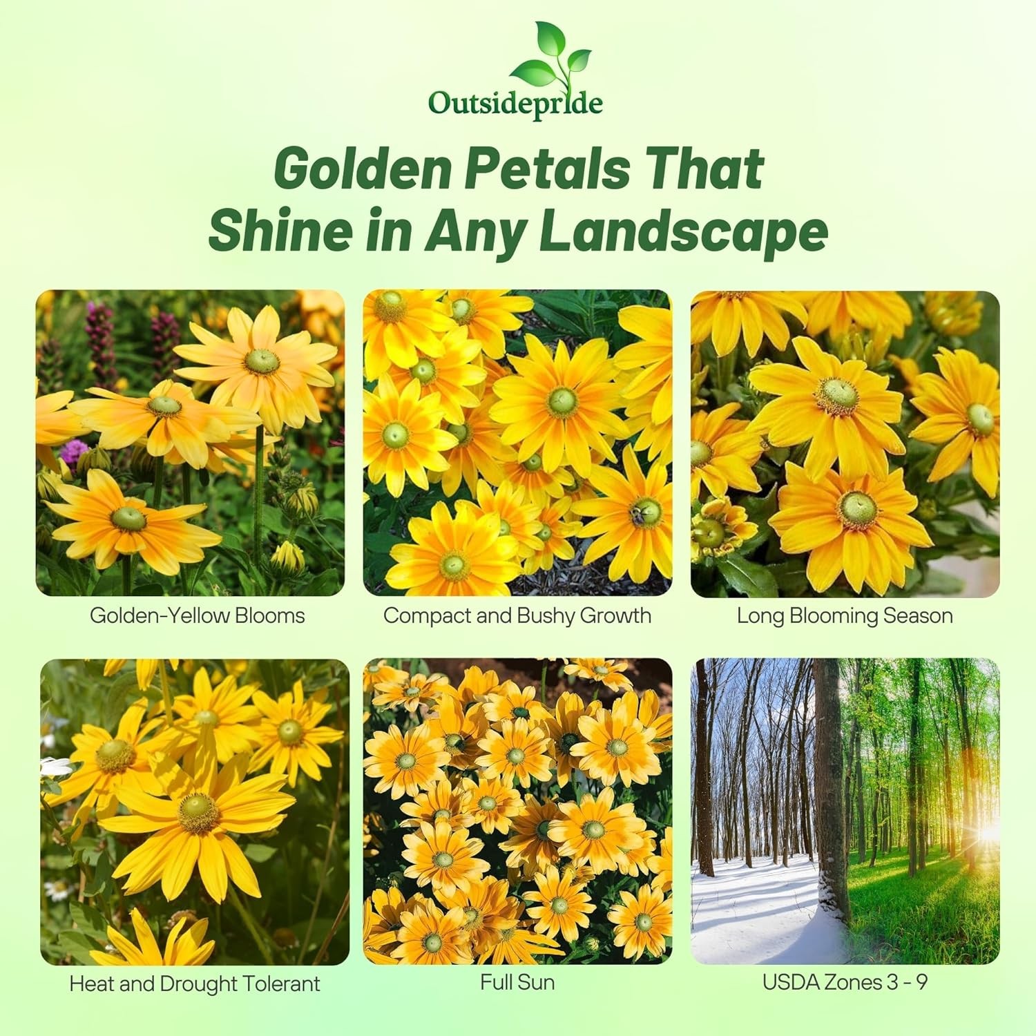 5000 Seeds Rudbeckia Hirta Drought Resistant Green Eyes Rudbeckia Flower Seed