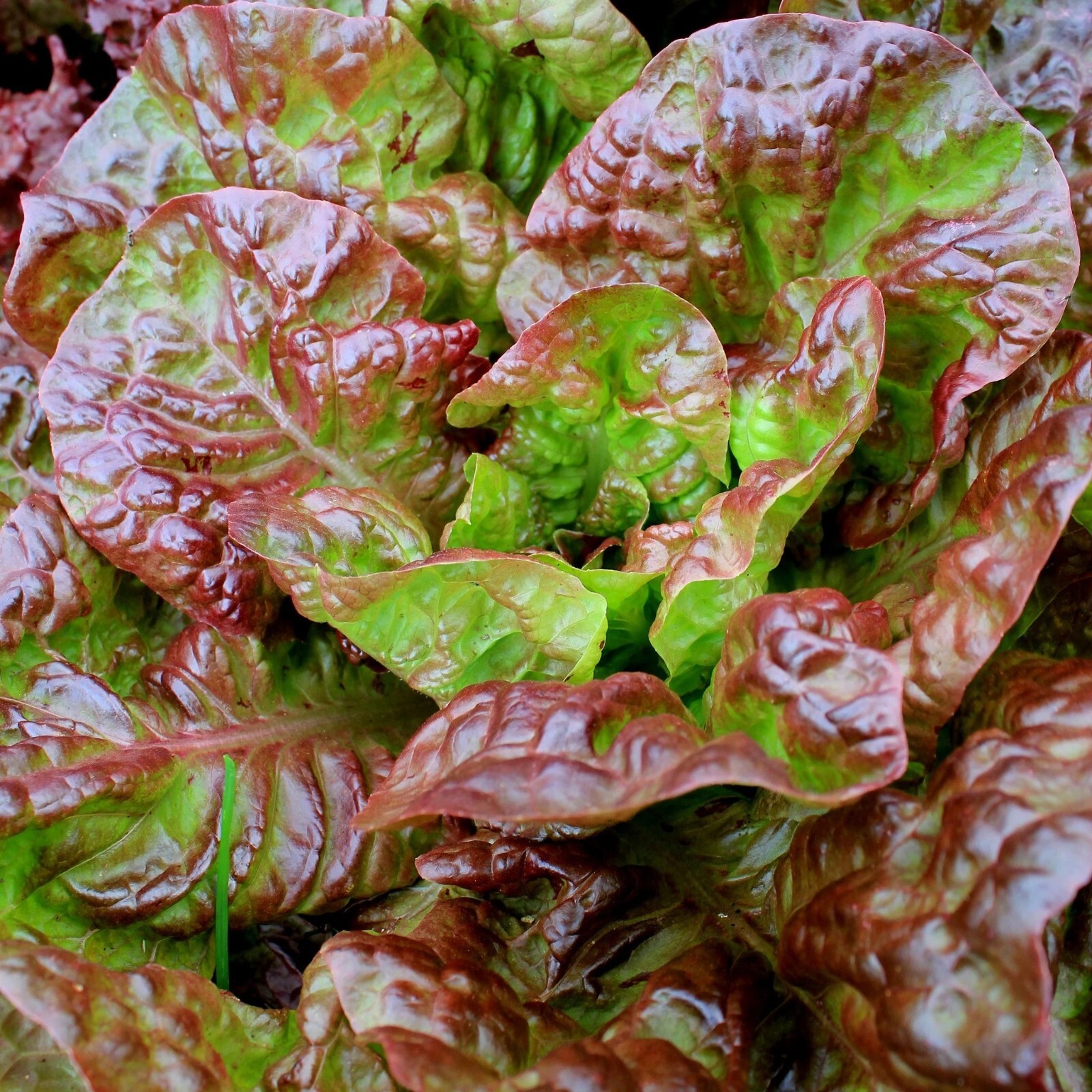 Lettuce Cimarron Red Romaine Seeds, Garden Favorite, Non-GMO, Free Shipping