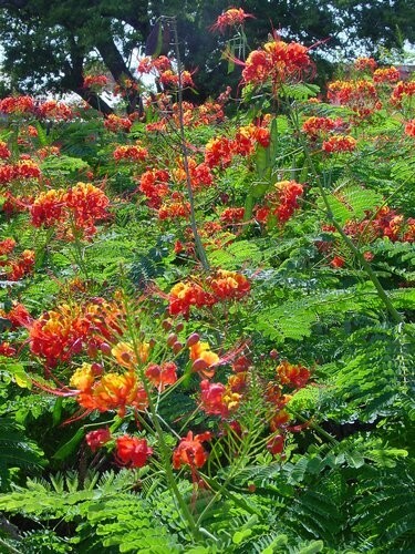 MEXICAN RED BIRD of PARADISE SEEDS (C. Pulcherrima) DWARF POINCIANA Flower Shrub