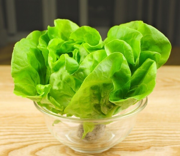 1000+PCS VIETNAMESE BUTTERHEAD LETTUCE SEEDS, HẠT XÀ LÁCH MỠ | 98% GERMINATION |