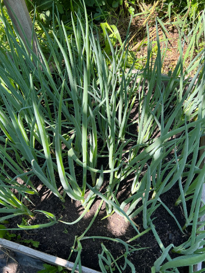 Perennial 25 White welch onion seeds zone 4-9 zone 3-9