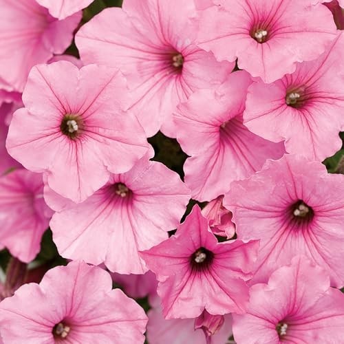 Petunia Plants – Supertunia Vista Bubblegum – 4 Pack – Annual Spring & Summer Bl