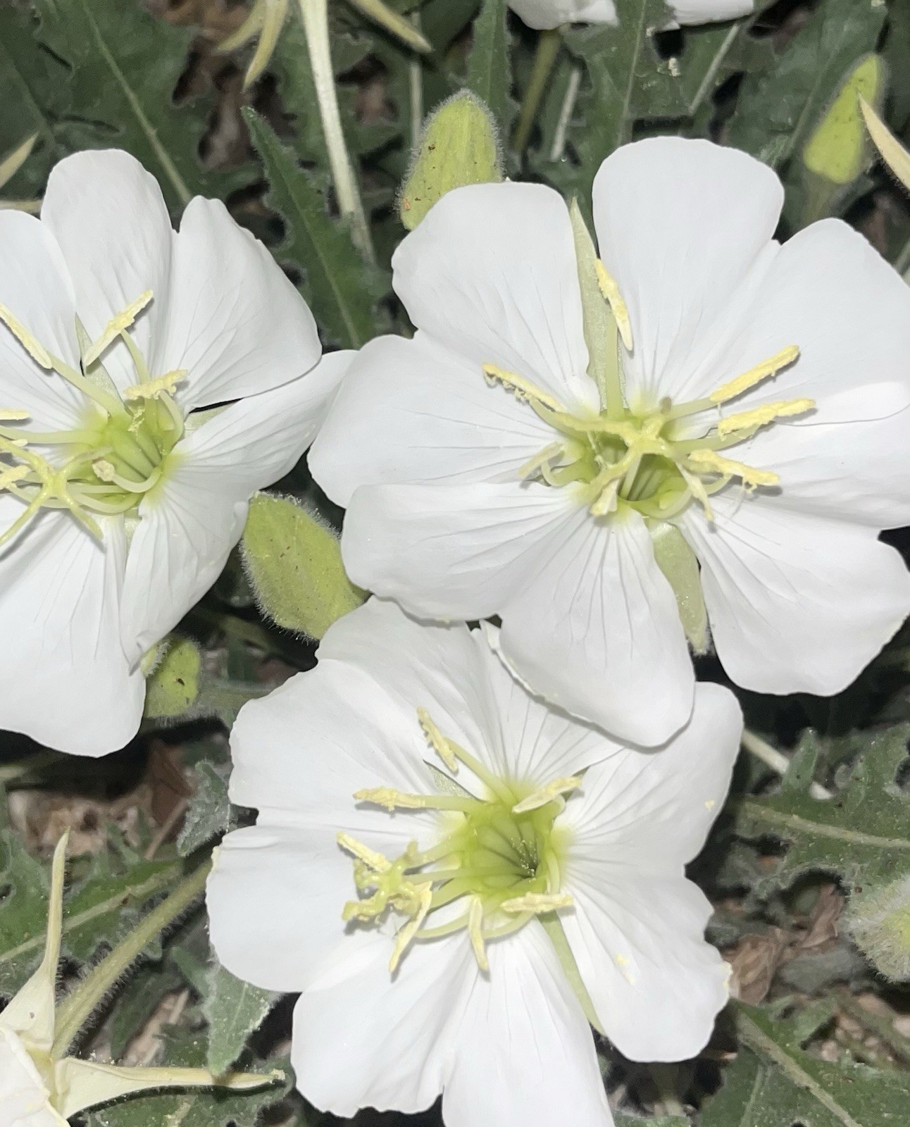 OE01: Fragrant Evening Primrose Seed ~50 Ct Cold Hardy Wildflower Oenothera caes