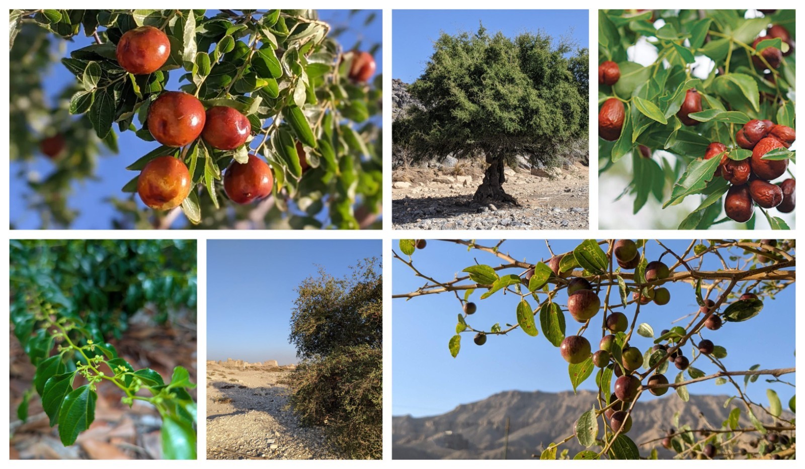 30 Jujube Tree Seeds | Red Chinese Date | Indian Plum | Hardy Fast-Growing Super